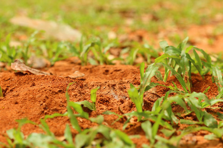 soil blackground in the nature at the parkの写真素材