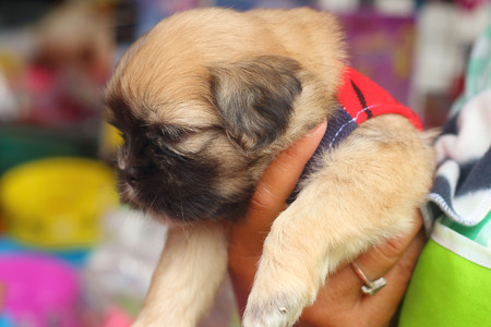 Puppys in pink basket at the market.の写真素材