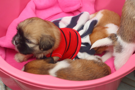Puppys in pink basket at the market.の写真素材