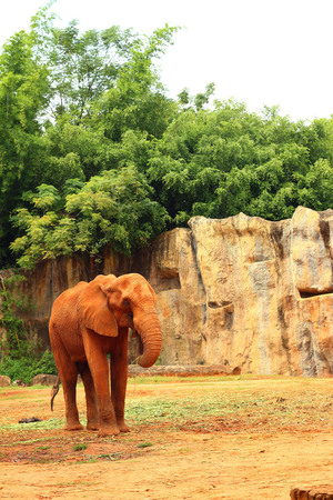 The big old elephant at the zoo.の写真素材