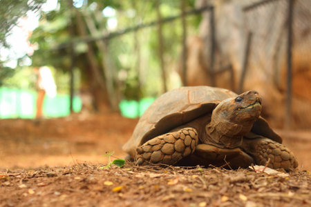 Crawling tortoise in the nature at the zooの写真素材