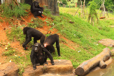 monkeys on the tree in nature at the zooの写真素材