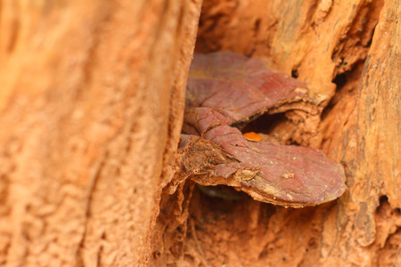 brown mushrooms the naturally occurring in the forestの写真素材