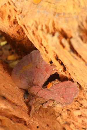 brown mushrooms the naturally occurring in the forestの写真素材