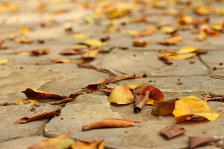 A leaves on a background of cement.の写真素材