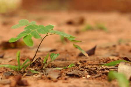 Green tree on a background of leaves.の写真素材
