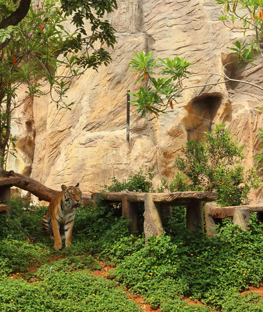 Tigers in a nature at the zooの写真素材