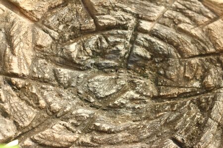 Background image of old wood from nature.の写真素材