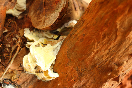 White Mushrooms the naturally occurring in the forest