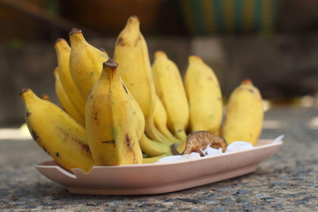 Bananas place on a pink plate on cementの写真素材