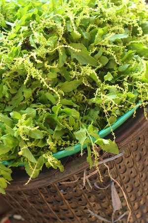 Fresh green basil in a basket at the marketの写真素材