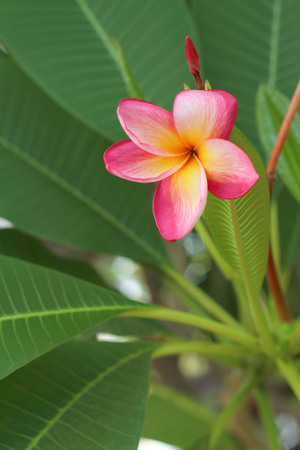 Pink Plumeria flower in a nature at the garden.の写真素材