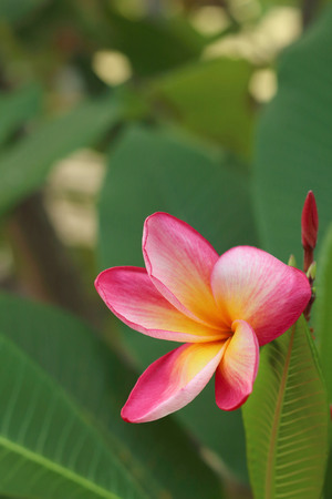 Pink Plumeria flower in a nature at the garden.の写真素材