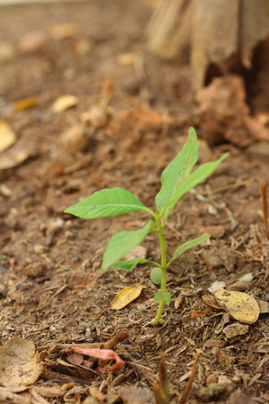 Germination is the new life of green seedlings.の写真素材