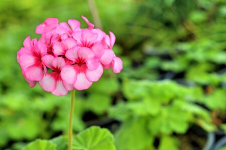 Hydrangeas flower in nature at the garden.の写真素材