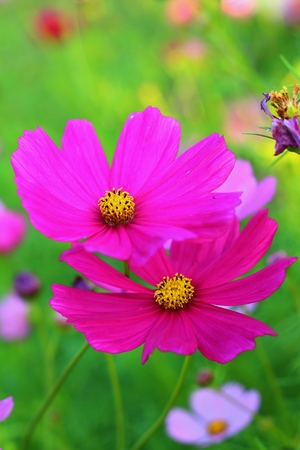Colorful of cosmos flower in the gardenの写真素材