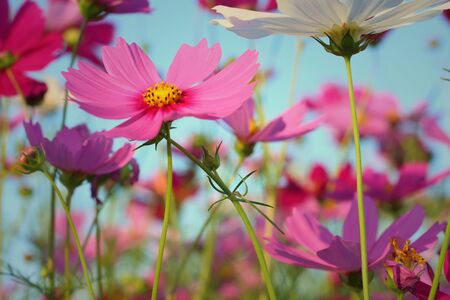 Colorful of cosmos flower in the garden