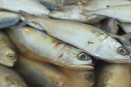 Fresh fish  in the tank at the market.の写真素材