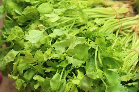 Fresh green basil in a basket at the market
