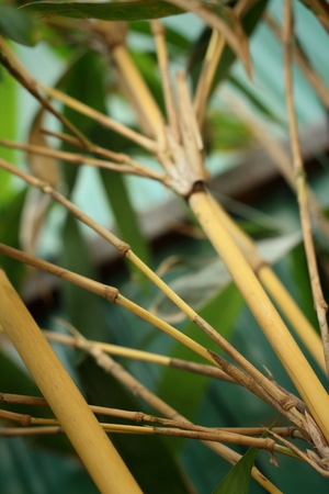 bamboo in a nature at the forest