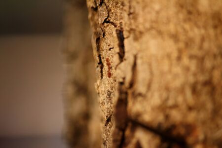 Ants walking on the tree in nature.の写真素材