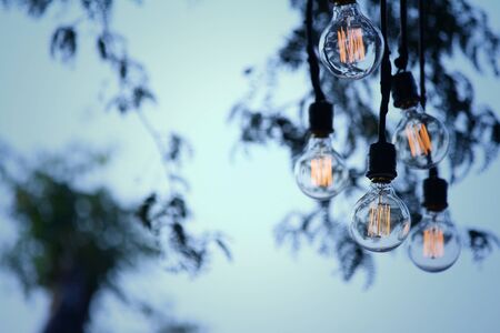 Vintage bulbs hanging on the tree at the park