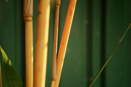 bamboo in a nature at the forestの写真素材