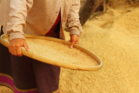 farm worker is flicks rice in the tray.の写真素材