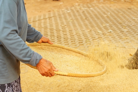 farm worker is flicks rice in the tray.の写真素材