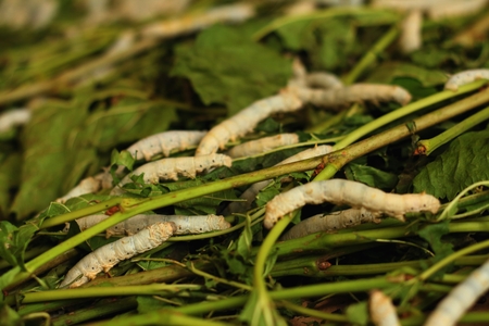 Fresh white maggots in the tray at the gardenの写真素材