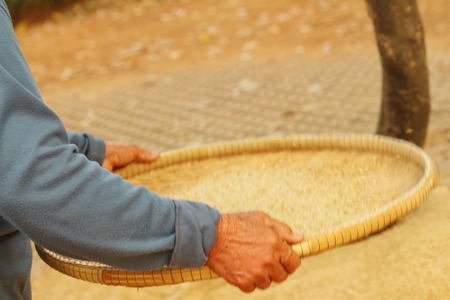 farm worker is flicks rice in the tray.の写真素材