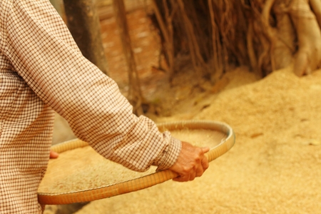 farm worker is flicks rice in the tray.の写真素材