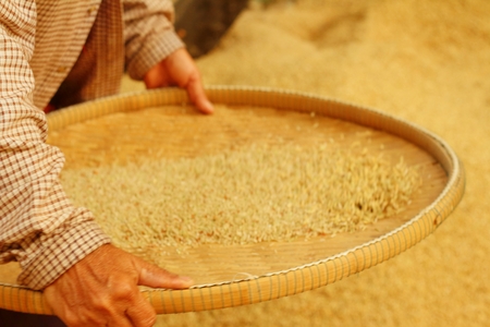 farm worker is flicks rice in the tray.の写真素材