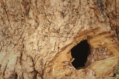 Background image of old wood from nature.の写真素材
