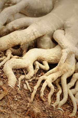 Root trees are beautiful in the natureの写真素材