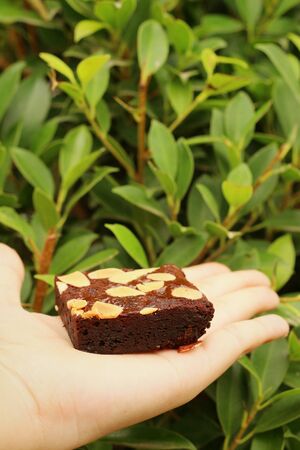 Brownie in hand on a background of green leavesの写真素材