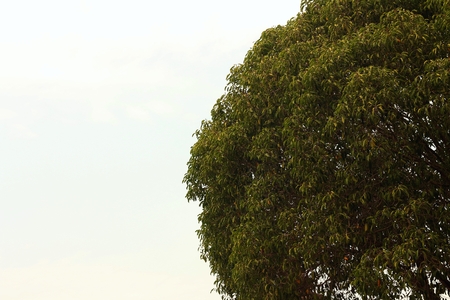 Background or texture of blue sky and trees.の写真素材
