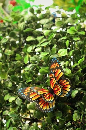 Beautiful butterfly in a nature at the parkの写真素材