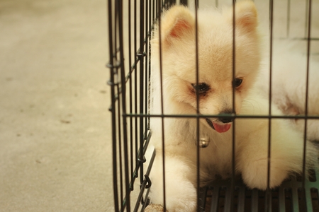 Pomeranian puppy in a cage at the parkの写真素材