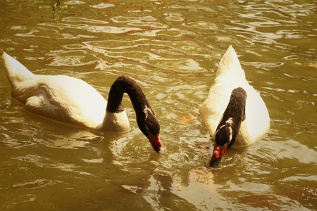 A white swan swimming in the pond.の写真素材