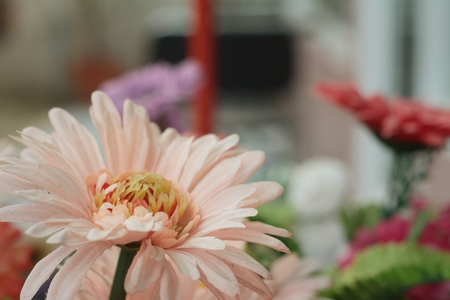 Gerbera in a nature at the parkの写真素材