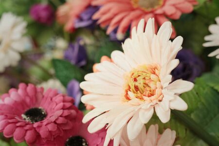 Gerbera in a nature at the parkの写真素材
