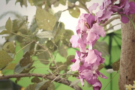 Purple flowers in nature at the garden
