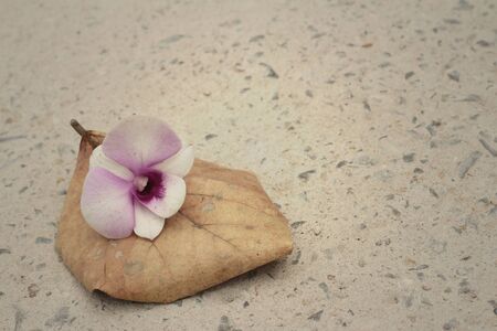 Orchid flower on a leave in the gardenの写真素材
