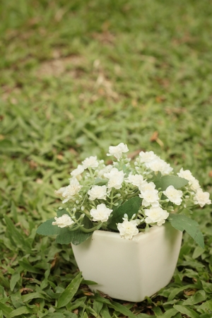 White flowers in pots on the green grass.の写真素材