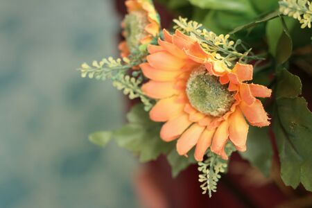 Gerbera in a nature at the parkの写真素材