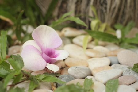 Orchid flower on the rocks in gardenの写真素材