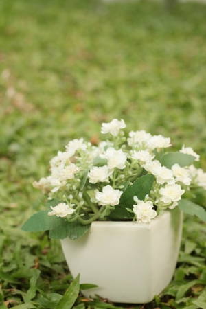 White flowers in pots on the green grass.の写真素材