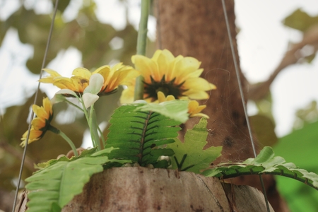 Yellow flowers in pots in the gardenの写真素材