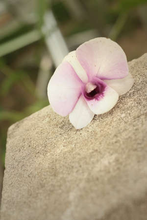 Orchid on a cement in the garden.の写真素材